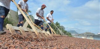 Precios que se pagan por el cacao en Ecuador no dependen del sector exportador local, aclara Anecacao Economía | Noticias