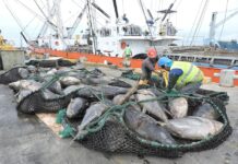 Pesca: ¿Se aplicará la eliminación progresiva de la tarjeta amarilla en la UE hasta 2025? | Economía | Noticias