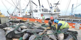 Pesca: ¿Se aplicará la eliminación progresiva de la tarjeta amarilla en la UE hasta 2025? | Economía | Noticias