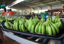 Empresarios: la transición del crédito fiscal al 2,5% del ISD aumentará los costos de producción | Economía | Noticias