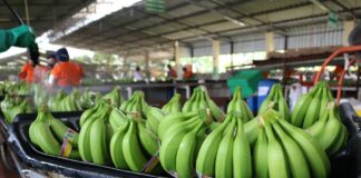 Empresarios: la transición del crédito fiscal al 2,5% del ISD aumentará los costos de producción | Economía | Noticias