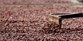 Cacaocultores advierten de pérdidas por $200 millones por reducción de precios que recibirían de comercializadores y exportadores | Economía | Noticias