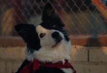 La fidelidad de los perros es la inspiración de esta campaña navideña del Atlético de Madrid