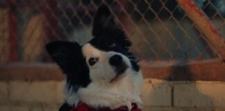 La fidelidad de los perros es la inspiración de esta campaña navideña del Atlético de Madrid