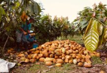 Financiamiento: Fiasa entra en su cuarto año invirtiendo $11 millones en 45 proyectos agrícolas | Economía | Noticias