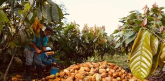 Financiamiento: Fiasa entra en su cuarto año invirtiendo $11 millones en 45 proyectos agrícolas | Economía | Noticias