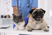 Esperando un decreto que elimine el IVA para la comida del medidor de hogar, tenga una mayor expectativa de demanda | Economía | Noticias