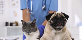 Esperando un decreto que elimine el IVA para la comida del medidor de hogar, tenga una mayor expectativa de demanda | Economía | Noticias