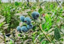 Arándanos de Ecuador llegan a Dubái y la empresa apunta a generar ventas por hasta $60.000 | Informes | Noticias