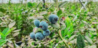 Arándanos de Ecuador llegan a Dubái y la empresa apunta a generar ventas por hasta $60.000 | Informes | Noticias