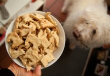 SRI identifica productos que no son alimentos nutricionales para que las mascotas apliquen la vatimación | Economía | Noticias