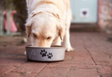 Ya no se cobrará el IVA en los alimentos para mascotas a partir del 1 de febrero de 2025 | Economía | Noticias