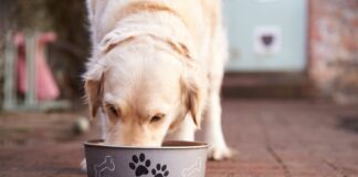 Ya no se cobrará el IVA en los alimentos para mascotas a partir del 1 de febrero de 2025 | Economía | Noticias