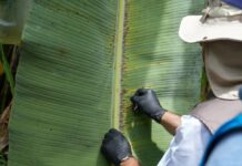 En cinco meses se sumaron 149 hectáreas y una provincia más a las afectadas por Moko, pero Ecuador sigue libre de Fusarium Raza 4 | Economía | Noticias