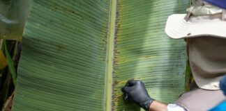 En cinco meses se sumaron 149 hectáreas y una provincia más a las afectadas por Moko, pero Ecuador sigue libre de Fusarium Raza 4 | Economía | Noticias