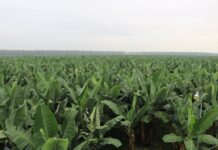 En Ecuador sectores productivos están en alerta por La Niña mientras aguas del Pacífico tropical ya se enfrían | Economía | Noticias