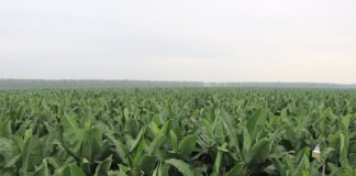 En Ecuador sectores productivos están en alerta por La Niña mientras aguas del Pacífico tropical ya se enfrían | Economía | Noticias