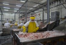Si trabajas en agricultura, avicultura, pesca y cultivos diversos, estos son los salarios mínimos para 2025 | Economía | Noticias