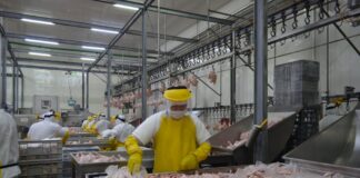 Si trabajas en agricultura, avicultura, pesca y cultivos diversos, estos son los salarios mínimos para 2025 | Economía | Noticias