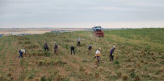 El ajo español pica la competencia Negocio