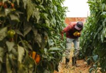 El ecosistema colombiano de ‘Agrifoodtech’ se encontraba en América Latina con inversiones de $ 40 millones