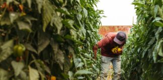 El ecosistema colombiano de ‘Agrifoodtech’ se encontraba en América Latina con inversiones de $ 40 millones