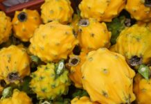 Banecuador comienza una línea de crédito de hasta 100,000 dólares estadounidenses con respecto a la exportación de la pitahaya amarilla | Economía | Noticias