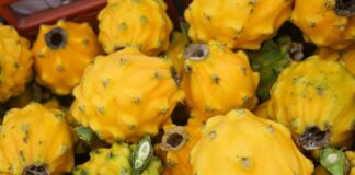 Banecuador comienza una línea de crédito de hasta 100,000 dólares estadounidenses con respecto a la exportación de la pitahaya amarilla | Economía | Noticias