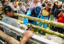 Campaña de vacunación contra pulgones y planes de ganado para llegar a 30,000 terneros en Guayas | Comunidad | Guayaquil