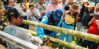 Campaña de vacunación contra pulgones y planes de ganado para llegar a 30,000 terneros en Guayas | Comunidad | Guayaquil