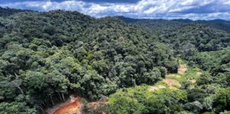 Narcos brasileños Elija el oro del Amazonas: tiroteos, excavadoras, aviones y dinero (mucho dinero) | Negocio