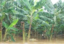 Las plantas costeras resisten fuertes lluvias por el momento | Economía | Noticias