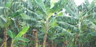 Las plantas costeras resisten fuertes lluvias por el momento | Economía | Noticias