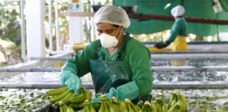 ‘Tensión política’ con Argelia y la demanda en Asia detiene el crecimiento de los plátanos ecuatorianos | Economía | Noticias