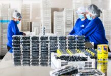 Acuerdo comercial: los productos lácteos y los arándanos ecuatorianos juegan la puerta del mercado chino | Economía | Noticias