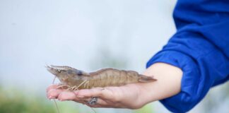 MUJERES LIDERANDO EL FUTURO DE LA SEGURIDAD ALIMENTARIA EN CARGILL ECUADOR