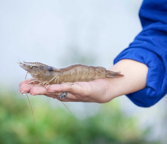 MUJERES LIDERANDO EL FUTURO DE LA SEGURIDAD ALIMENTARIA EN CARGILL ECUADOR