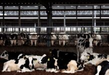 Fiebre, sequía y mucha demanda: ¿por qué la carne de ternera es tan costosa? | Negocio