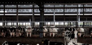 Fiebre, sequía y mucha demanda: ¿por qué la carne de ternera es tan costosa? | Negocio