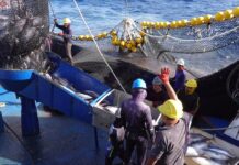 Los tunes reciben el 100 % de sus capturas de atún que reciben la certificación MSC | Economía | Noticias