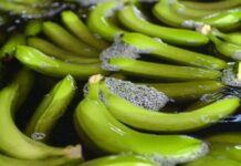 El Tribunal Constitucional rechaza una solicitud para los artículos de la Ley de Banano Economía | Noticias