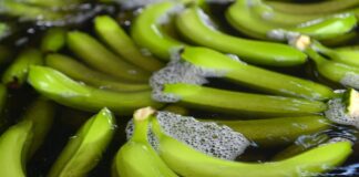El Tribunal Constitucional rechaza una solicitud para los artículos de la Ley de Banano Economía | Noticias