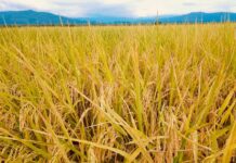 Iniap y Fiasa presentaron dos líneas de arroz prometedoras para mejorar la producción | Economía | Noticias