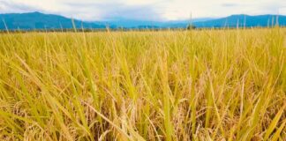 Iniap y Fiasa presentaron dos líneas de arroz prometedoras para mejorar la producción | Economía | Noticias