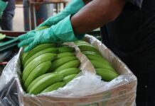 Kilo de Banano se vende en Europa al equivalente a $ 0.95 y protesta a productores latinoamericanos | Economía | Noticias