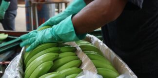 Kilo de Banano se vende en Europa al equivalente a $ 0.95 y protesta a productores latinoamericanos | Economía | Noticias