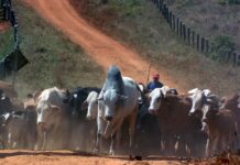 Ecuador abre un nuevo mercado con la exportación de 3.000 ganado a Jordania | Economía | Noticias