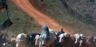 Ecuador abre un nuevo mercado con la exportación de 3.000 ganado a Jordania | Economía | Noticias