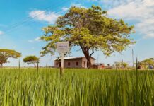 Dos líneas de arroz prometedoras se registrarán como nuevas variedades en el Ministerio de Agricultura a fines de 2025 Economía | Noticias