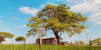 Dos líneas de arroz prometedoras se registrarán como nuevas variedades en el Ministerio de Agricultura a fines de 2025 Economía | Noticias